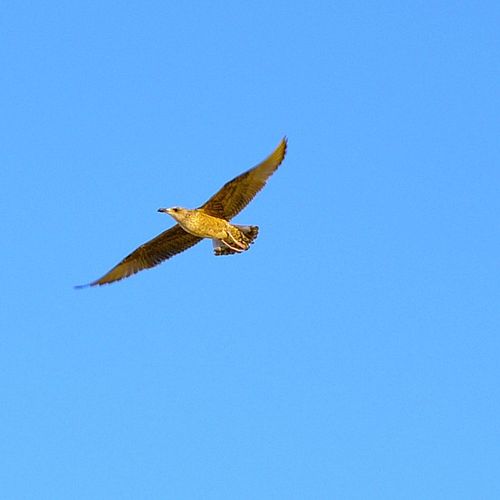 Kanimambo 安娜·坎托