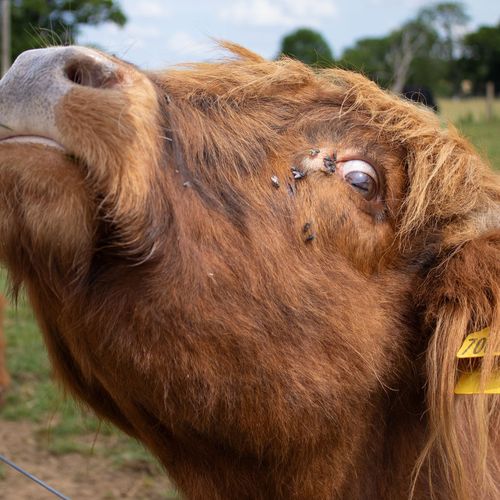 Little  Miss English