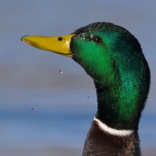 Alicja Prokrastynacja