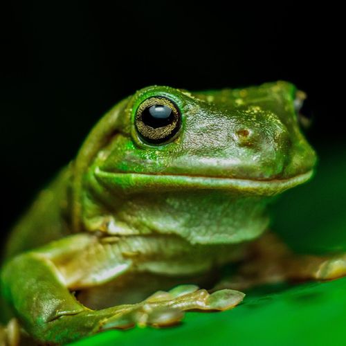 The Green Frog