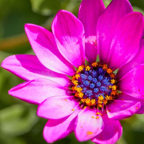 Rosa Flower