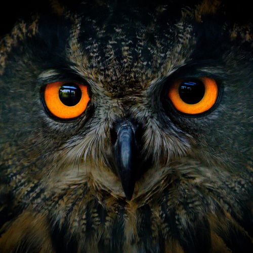 Vesselin from Bulgaria