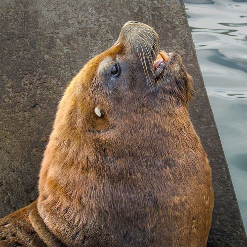 Lobo Marino