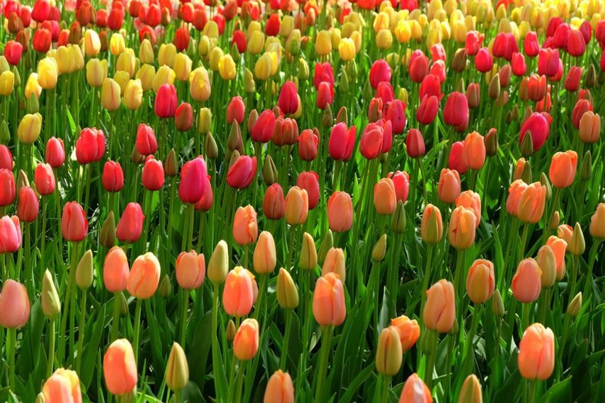 33 Of The Very Best Photos of "Spring" That You Will Ever See