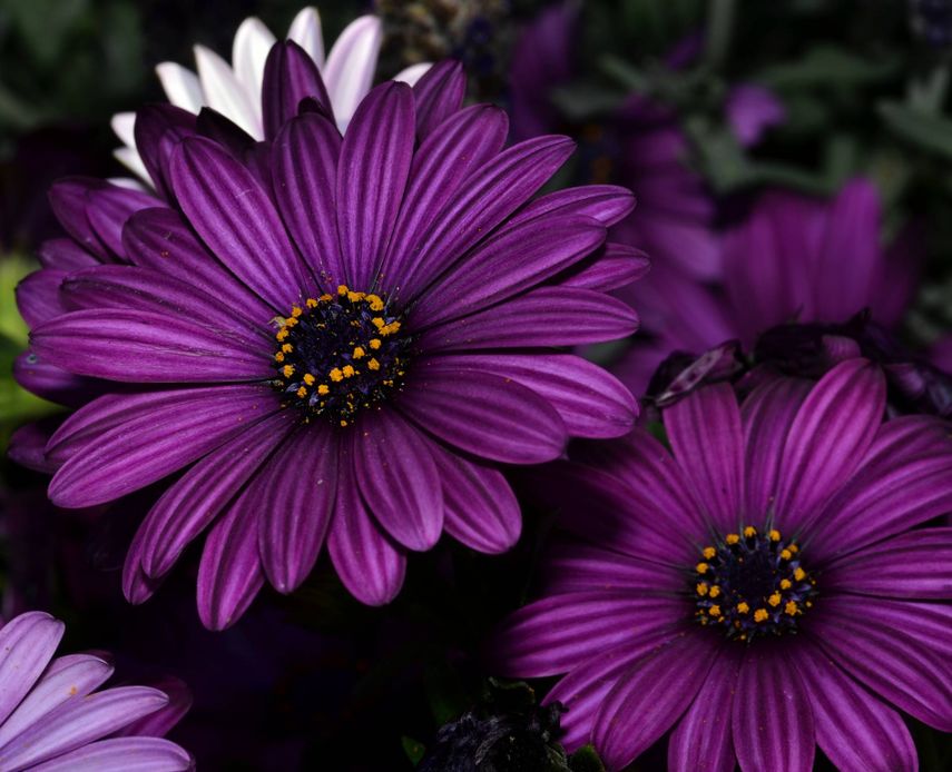 15 Photographs that Tell us Why Purple is the Color of Kings & Queens