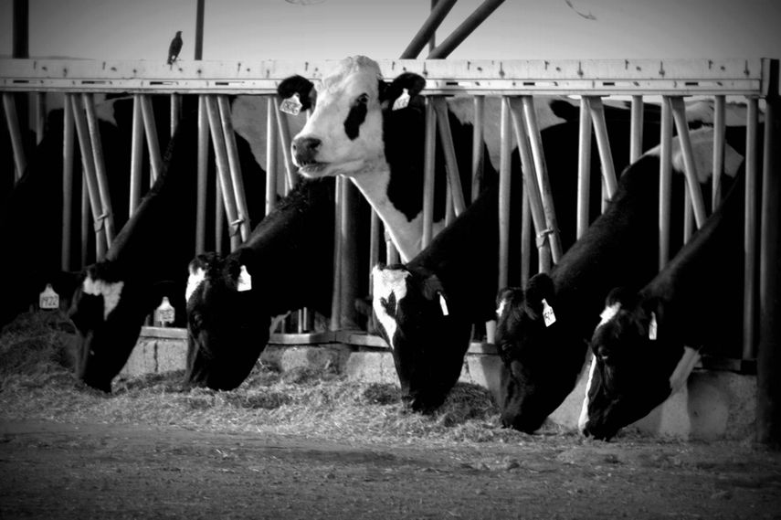 28 Examples of Juxtaposition in Photography That Will Test Your Mind