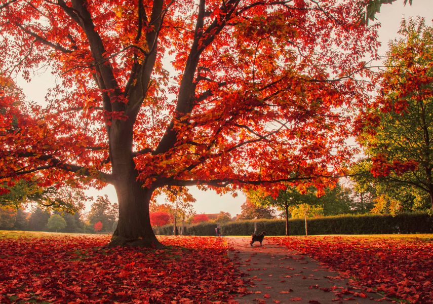 35 Photos That Will Make You Happy Autumn Is Here