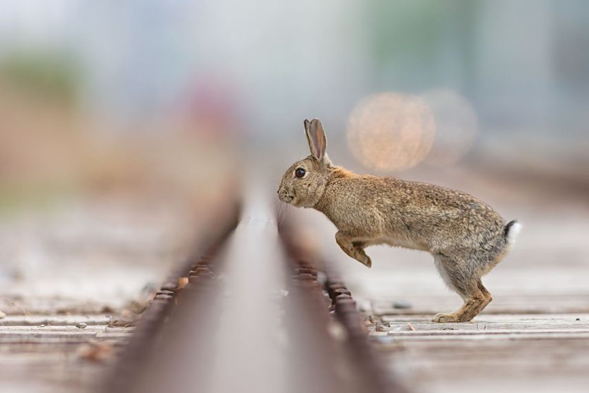 11 Dynamic Images That Demonstrate The Power Of Shallow Depth Of Field