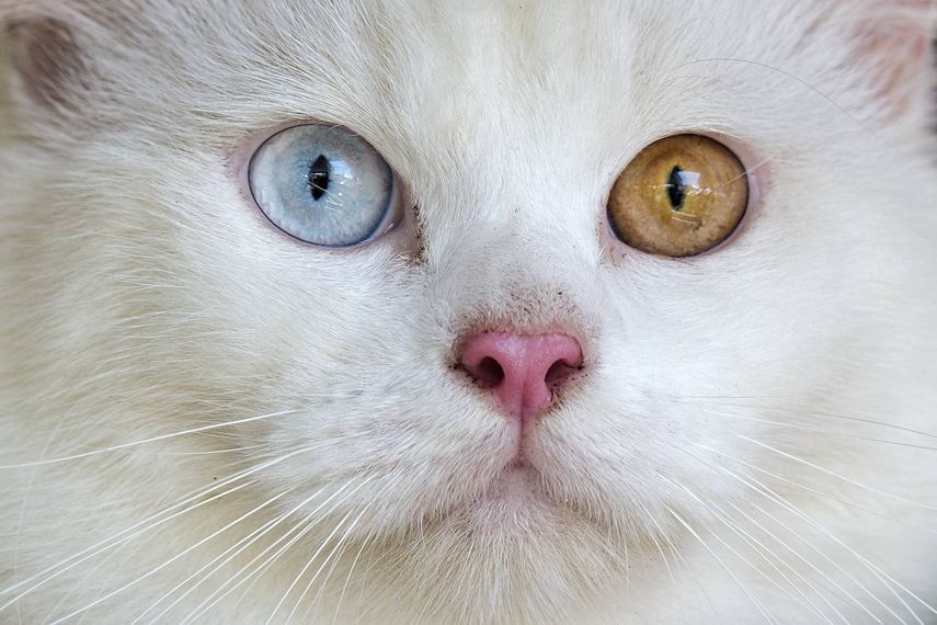 35 of the Cutest Cat Portraits Ever- Will Have even the Dog Lovers ...