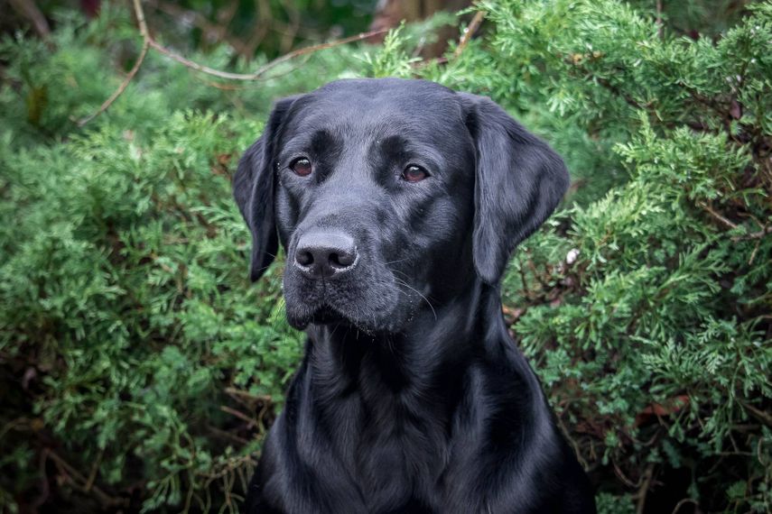 32 Dog Portraits to Die For - Cuter than Cute